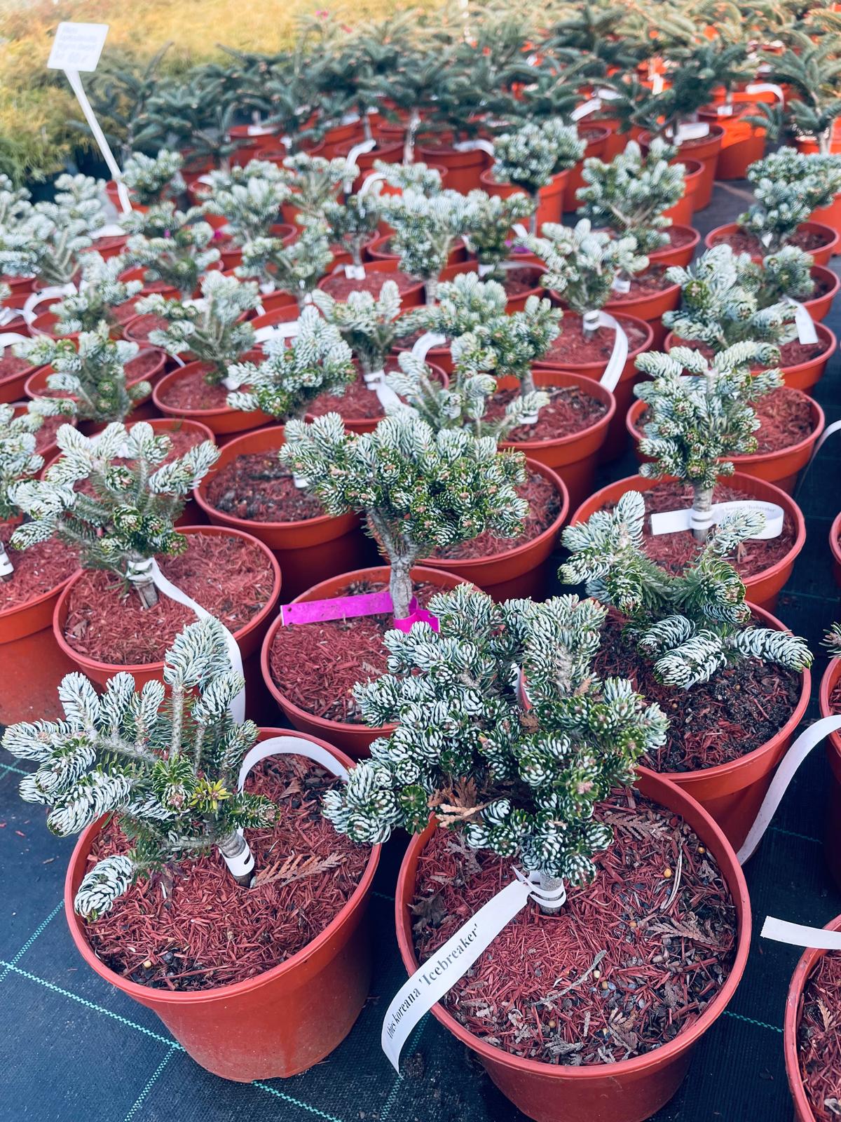 plant010 - Szkółka Ula Milczanowska